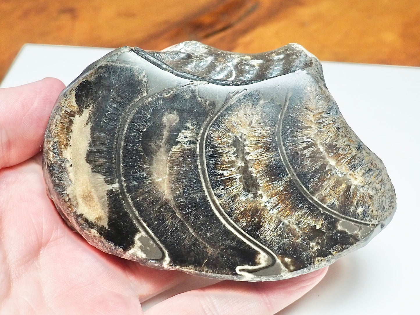 Polished Ammonite Whorl Fossil – Whitby Yorkshire Coast – Jurassic
