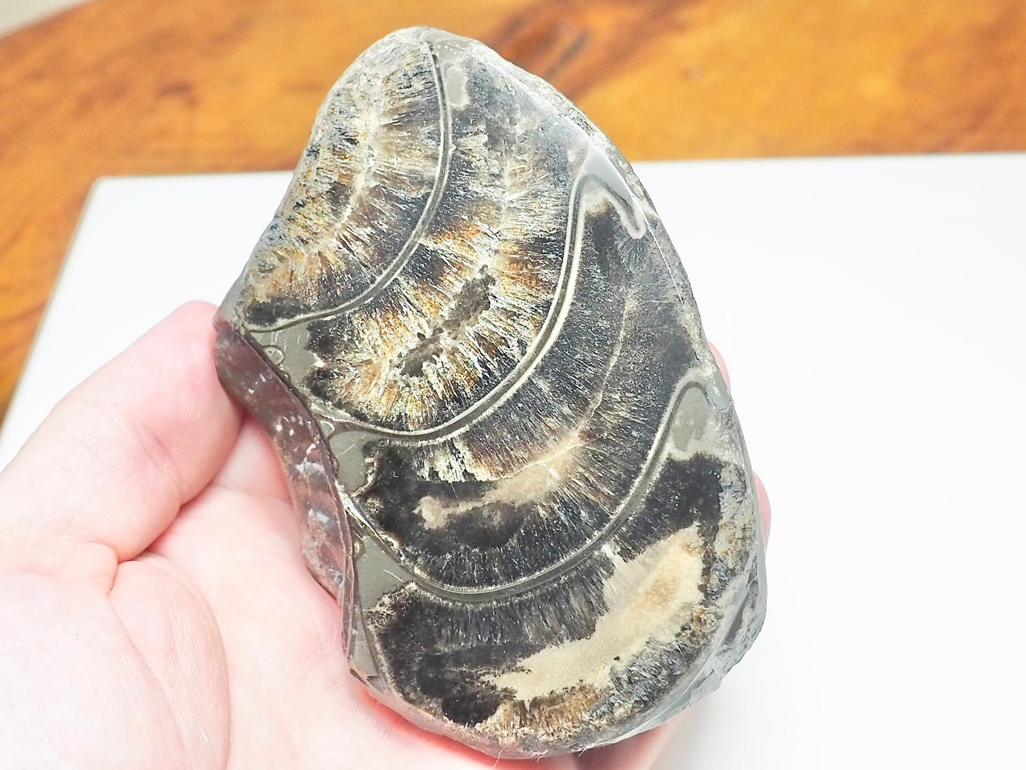 Polished Ammonite Whorl Fossil – Whitby Yorkshire Coast – Jurassic