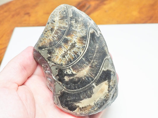 Polished Ammonite Whorl Fossil – Whitby Yorkshire Coast – Jurassic