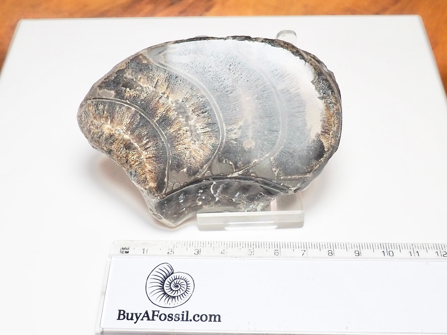 Polished Ammonite Whorl Fossil – Whitby Yorkshire Coast – Jurassic