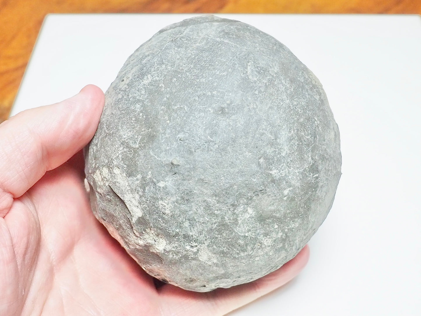 Dactylioceras semicelatum Ammonite Fossil Split Pair – Whitby Yorkshire Coast – Jurassic