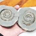 Dactylioceras semicelatum Ammonite Fossil Split Pair – Whitby Yorkshire Coast – Jurassic