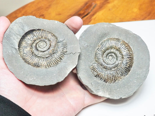 Dactylioceras semicelatum Ammonite Fossil Split Pair – Whitby Yorkshire Coast – Jurassic
