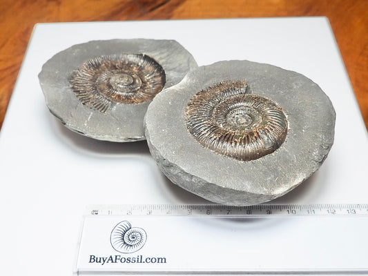 Dactylioceras semicelatum Ammonite Fossil Split Pair – Whitby Yorkshire Coast – Jurassic