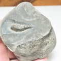 Jurassic Fossil Lobster – Expertly Finished – Yorkshire Coast Whitby