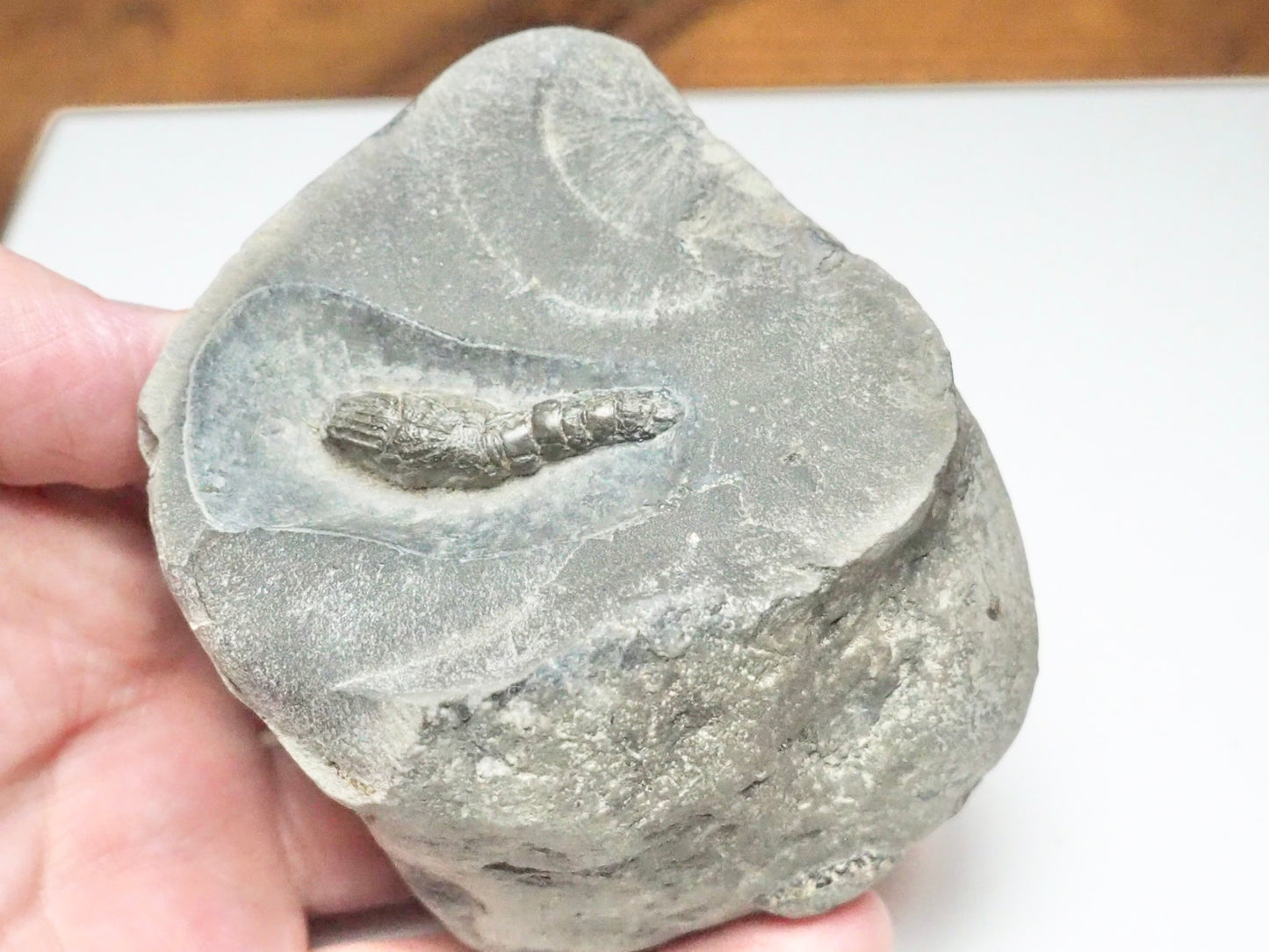 Jurassic Fossil Lobster – Expertly Finished – Yorkshire Coast Whitby