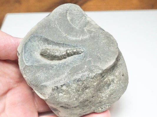 Jurassic Fossil Lobster – Expertly Finished – Yorkshire Coast Whitby