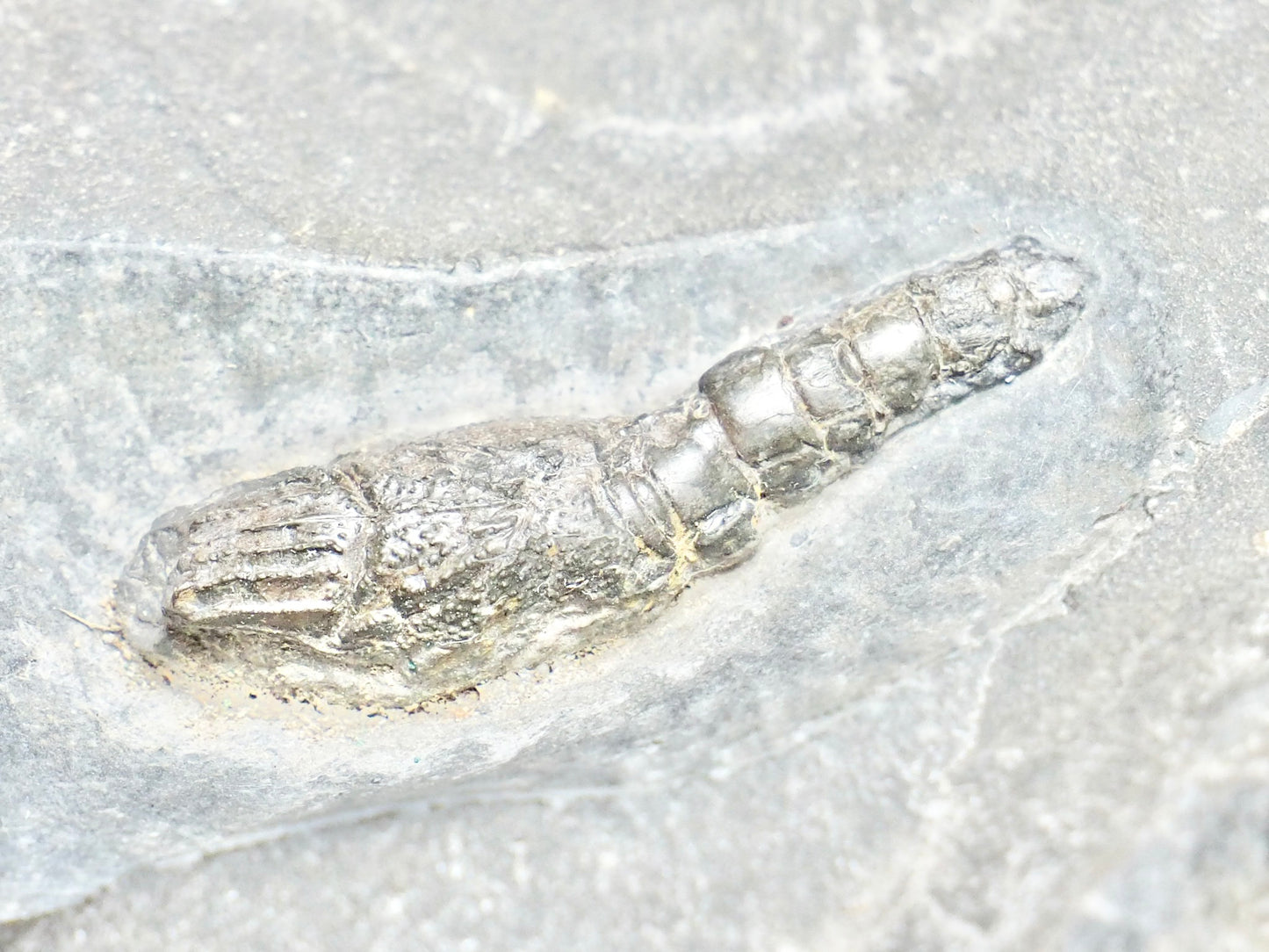 Jurassic Fossil Lobster – Expertly Finished – Yorkshire Coast Whitby