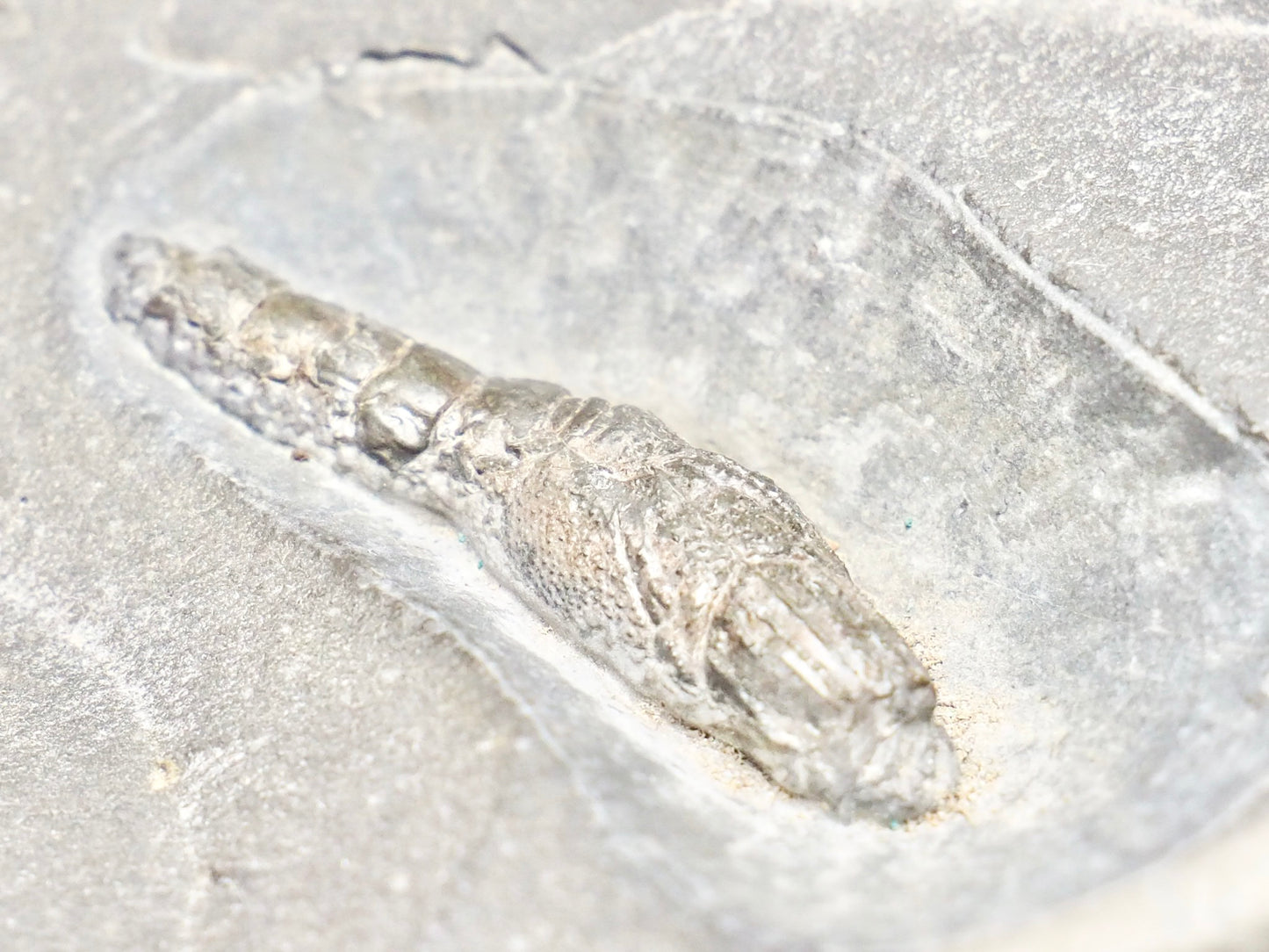Jurassic Fossil Lobster – Expertly Finished – Yorkshire Coast Whitby