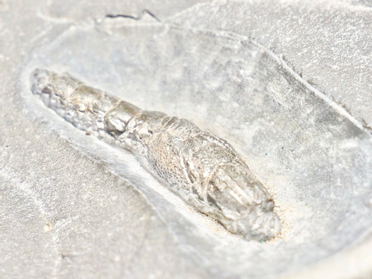 Jurassic Fossil Lobster – Expertly Finished – Yorkshire Coast Whitby