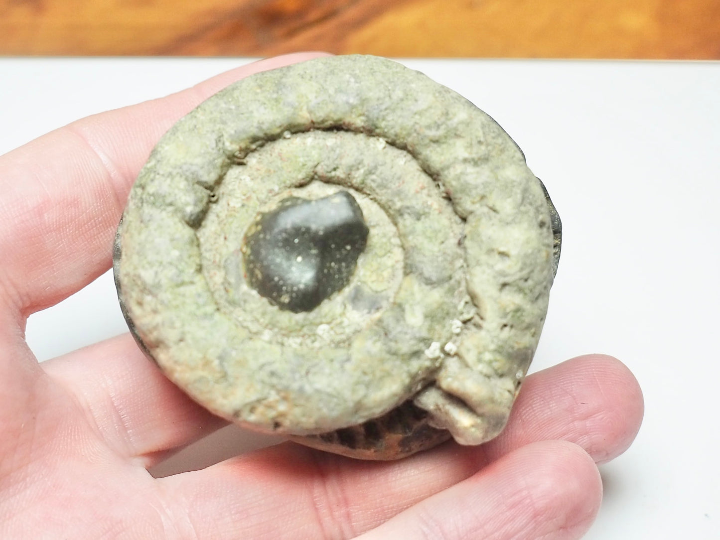 Dactylioceras Ammonite Fossil Split Pair – Seaworn – Whitby Yorkshire Coast Jurassic