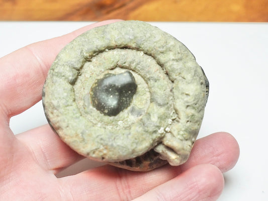 Dactylioceras Ammonite Fossil Split Pair – Seaworn – Whitby Yorkshire Coast Jurassic