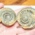 Dactylioceras Ammonite Fossil Split Pair – Seaworn – Whitby Yorkshire Coast Jurassic