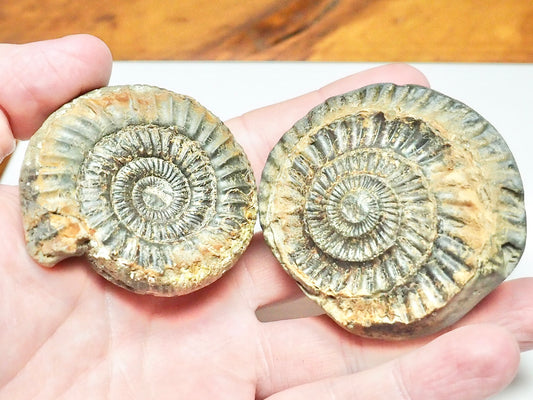 Dactylioceras Ammonite Fossil Split Pair – Seaworn – Whitby Yorkshire Coast Jurassic
