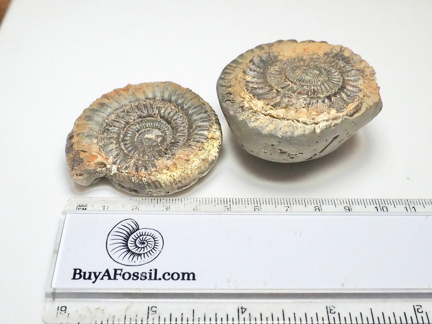 Dactylioceras Ammonite Fossil Split Pair – Seaworn – Whitby Yorkshire Coast Jurassic