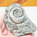 Grammoceras Ammonite Fossil – Whitby Yorkshire Coast – Jurassic