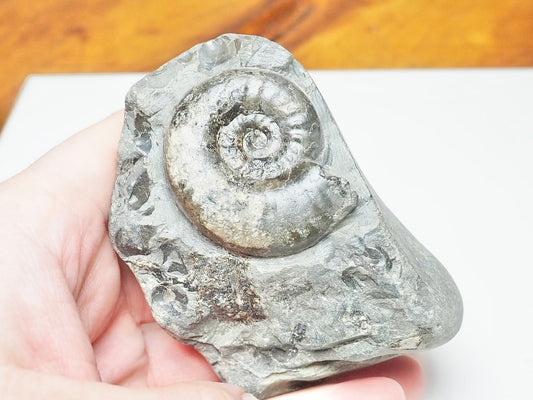 Grammoceras Ammonite Fossil – Whitby Yorkshire Coast – Jurassic
