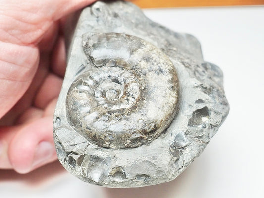 Grammoceras Ammonite Fossil – Whitby Yorkshire Coast – Jurassic