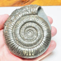 Dactylioceras Ammonite Fossil – Whitby Yorkshire Coast – Jurassic