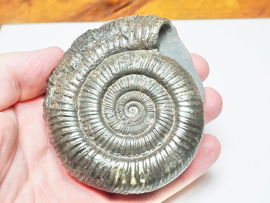 Dactylioceras Ammonite Fossil – Whitby Yorkshire Coast – Jurassic