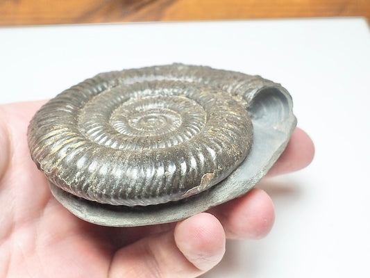 Dactylioceras Ammonite Fossil – Whitby Yorkshire Coast – Jurassic
