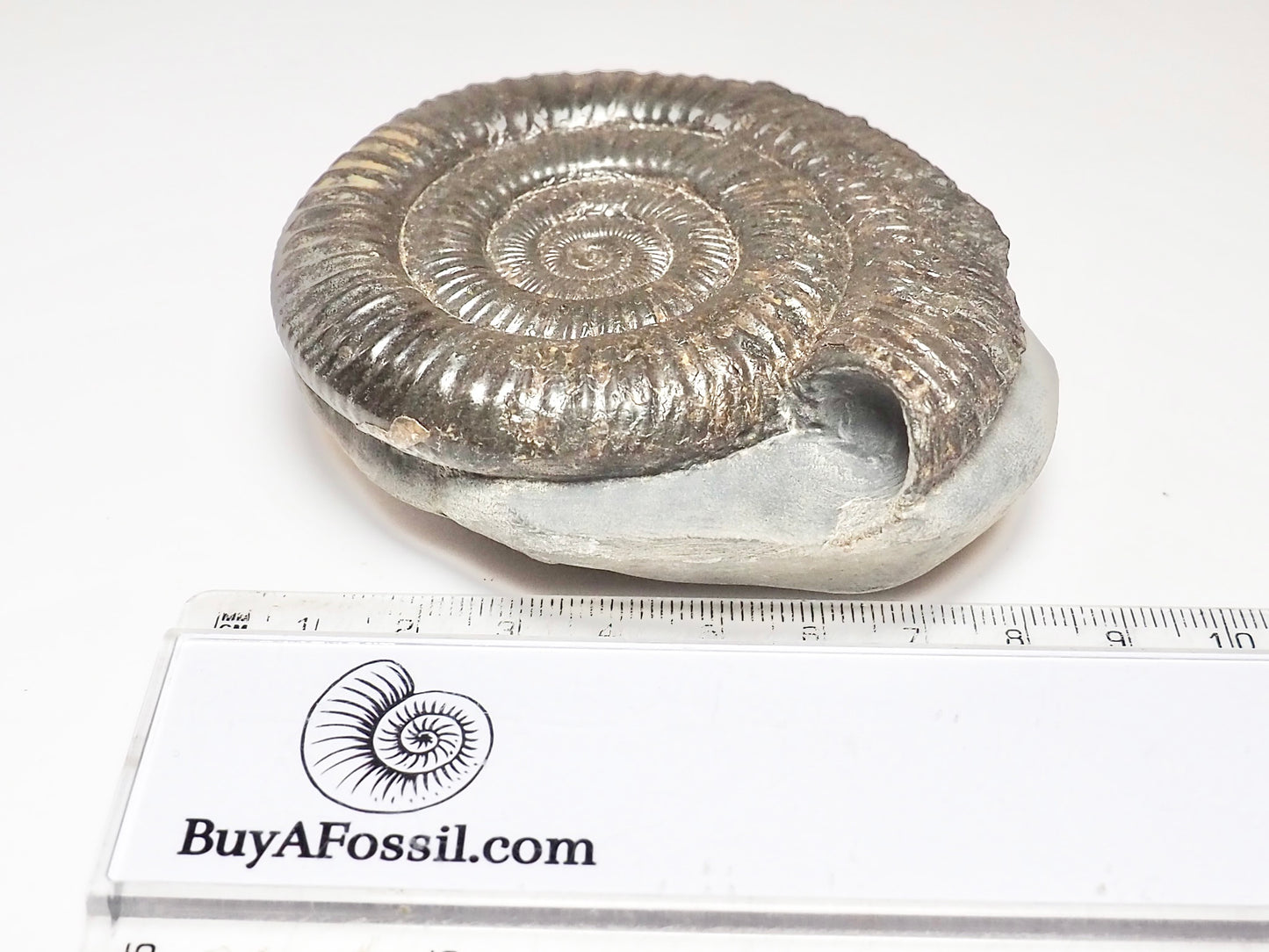 Dactylioceras Ammonite Fossil – Whitby Yorkshire Coast – Jurassic