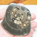 Cut & Polished Dactylioceras Ammonite Fossil – Whitby Yorkshire Coast – Jurassic