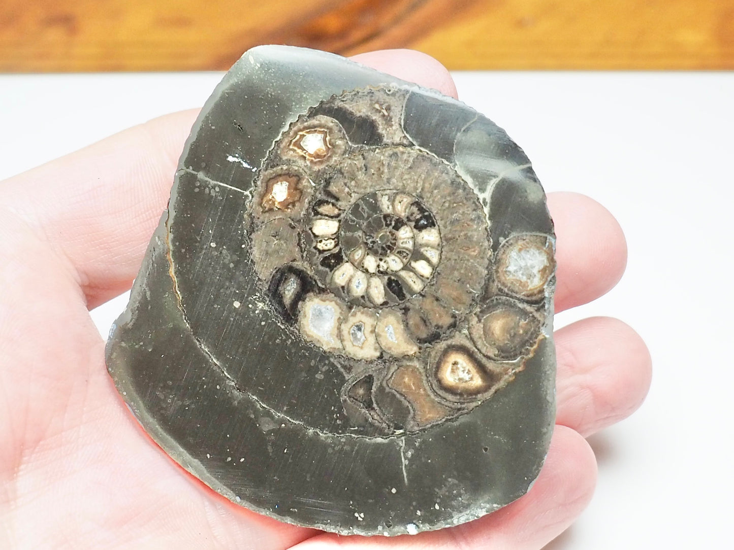 Cut & Polished Dactylioceras Ammonite Fossil – Whitby Yorkshire Coast – Jurassic