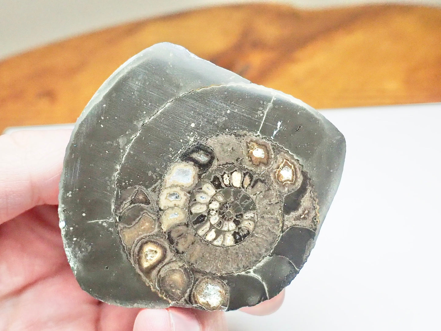 Cut & Polished Dactylioceras Ammonite Fossil – Whitby Yorkshire Coast – Jurassic