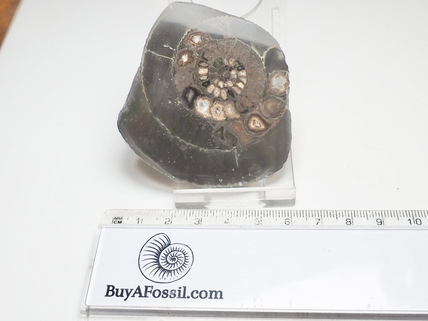 Cut & Polished Dactylioceras Ammonite Fossil – Whitby Yorkshire Coast – Jurassic