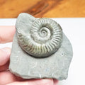 Grammoceras Ammonite Fossil – Whitby Yorkshire Coast – Jurassic