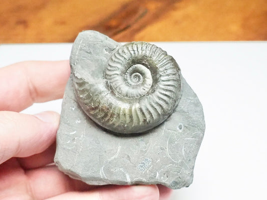 Grammoceras Ammonite Fossil – Whitby Yorkshire Coast – Jurassic