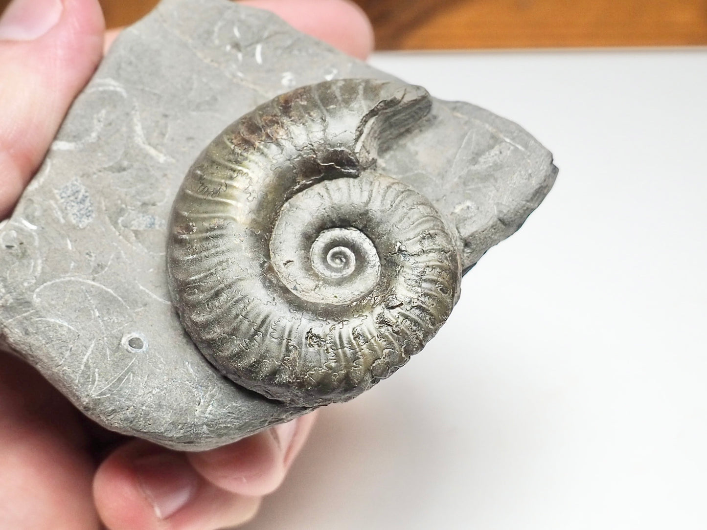 Grammoceras Ammonite Fossil – Whitby Yorkshire Coast – Jurassic