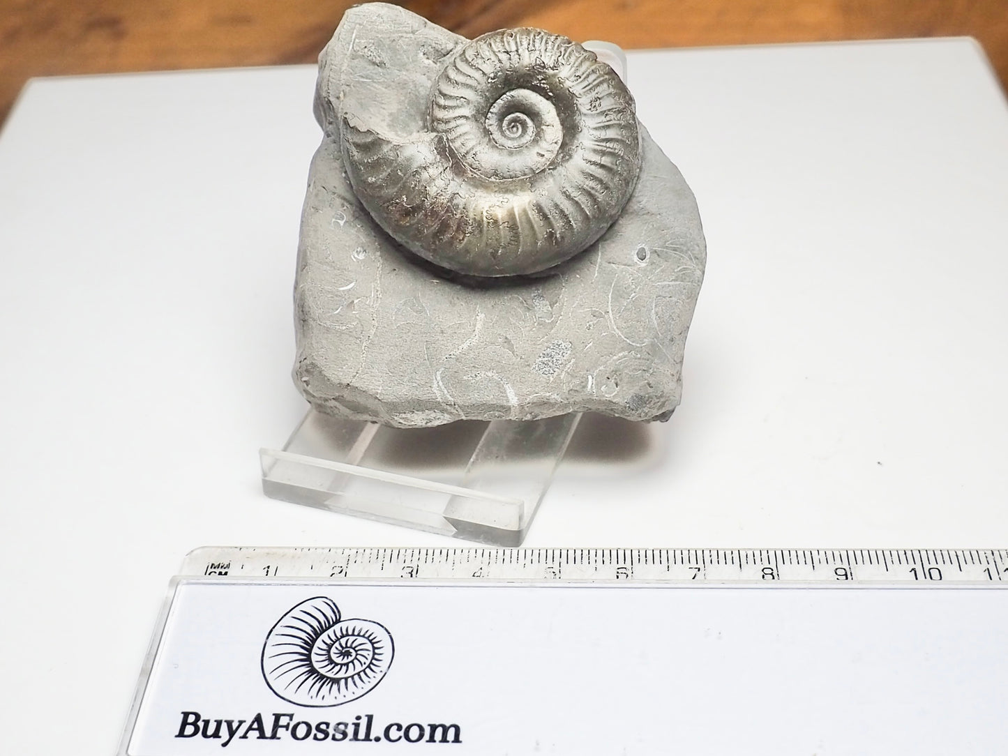 Grammoceras Ammonite Fossil – Whitby Yorkshire Coast – Jurassic