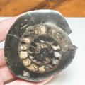 Cut & Polished Dactylioceras Ammonite Fossil – Whitby Yorkshire Coast – Jurassic