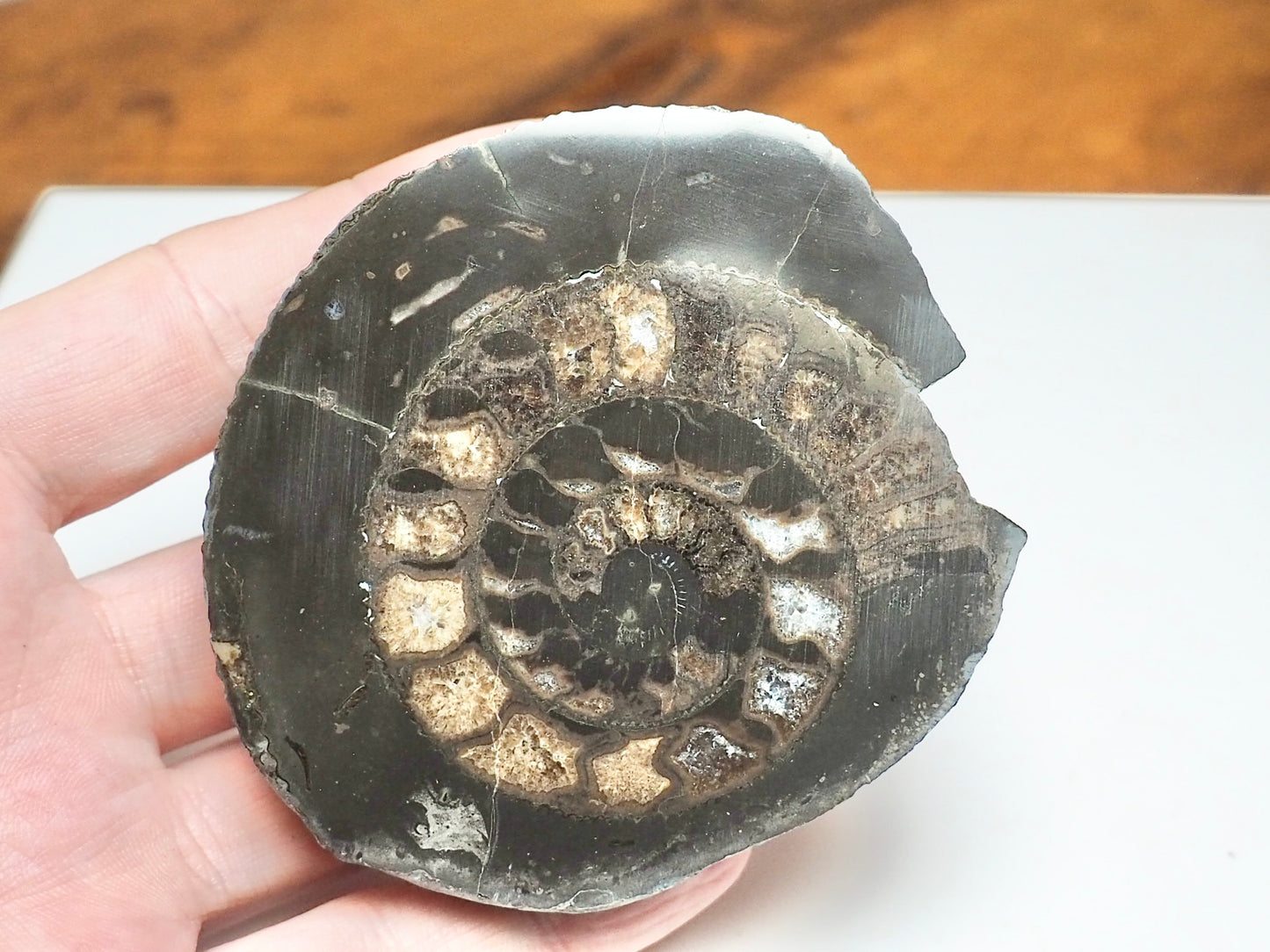 Cut & Polished Dactylioceras Ammonite Fossil – Whitby Yorkshire Coast – Jurassic