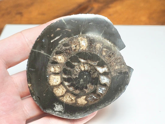Cut & Polished Dactylioceras Ammonite Fossil – Whitby Yorkshire Coast – Jurassic