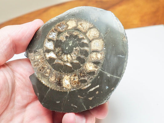 Cut & Polished Dactylioceras Ammonite Fossil – Whitby Yorkshire Coast – Jurassic
