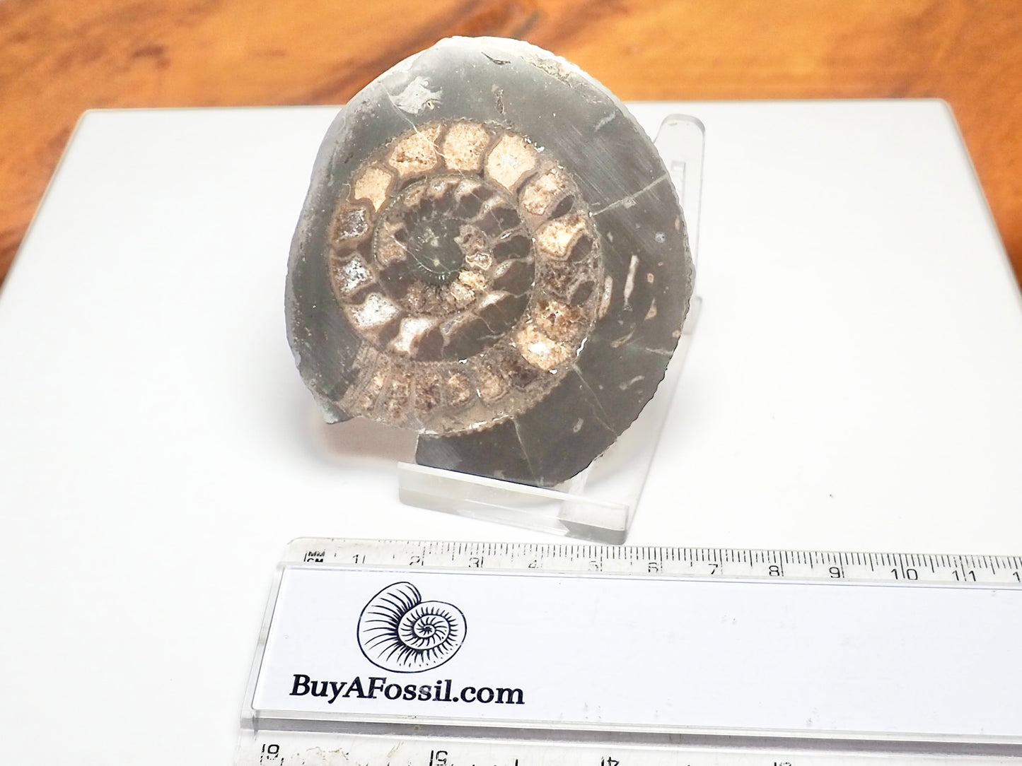 Cut & Polished Dactylioceras Ammonite Fossil – Whitby Yorkshire Coast – Jurassic