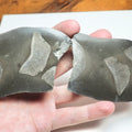 Cut & Polished Ichthyosaur Vertebra Fossil – Whitby Yorkshire Coast – Jurassic