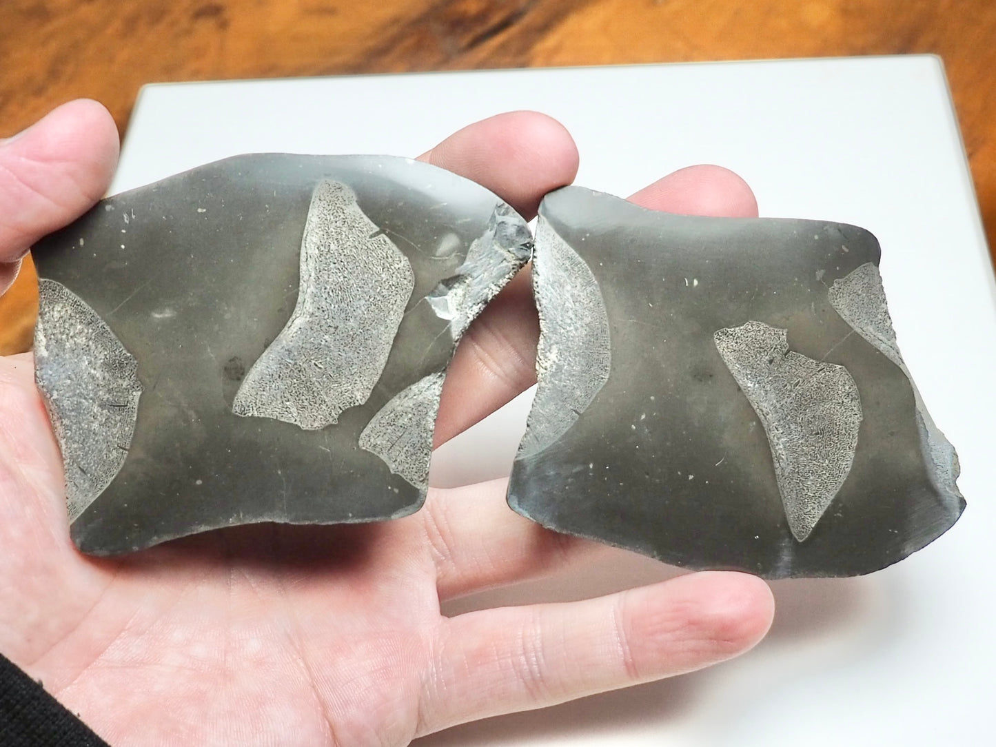 Cut & Polished Ichthyosaur Vertebra Fossil – Whitby Yorkshire Coast – Jurassic