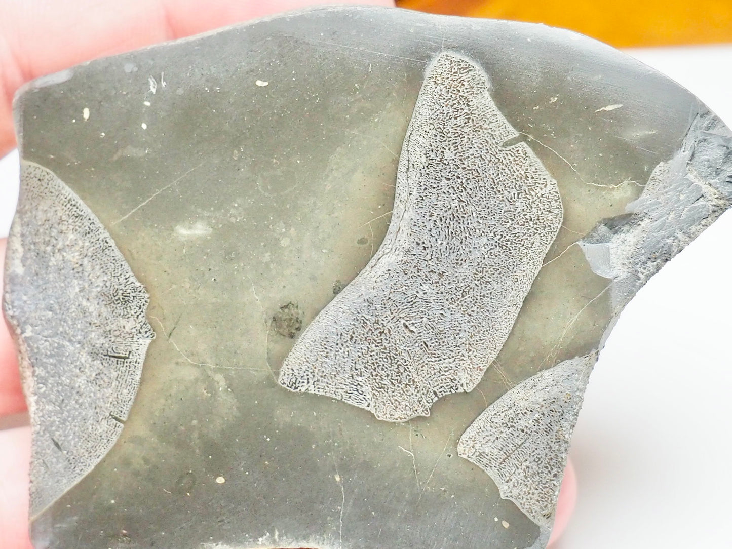 Cut & Polished Ichthyosaur Vertebra Fossil – Whitby Yorkshire Coast – Jurassic