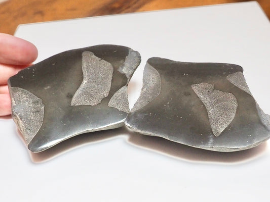 Cut & Polished Ichthyosaur Vertebra Fossil – Whitby Yorkshire Coast – Jurassic