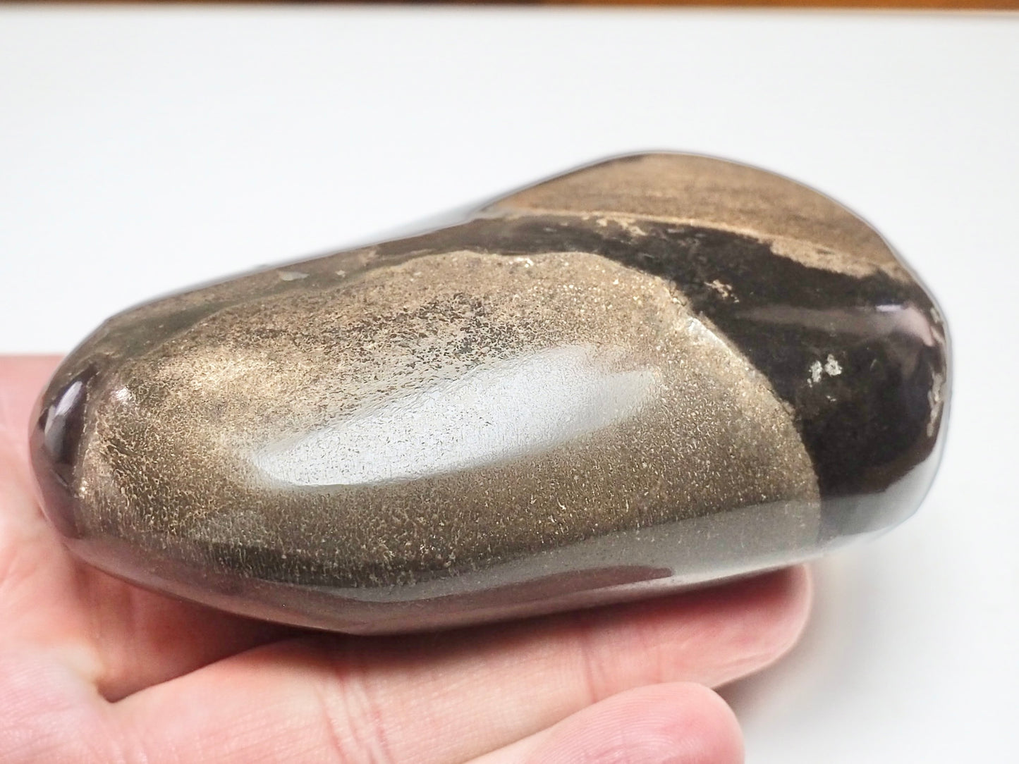 Polished Fossil Bone Paperweight – Possible Ichthyosaur – Whitby Yorkshire Coast Jurassic
