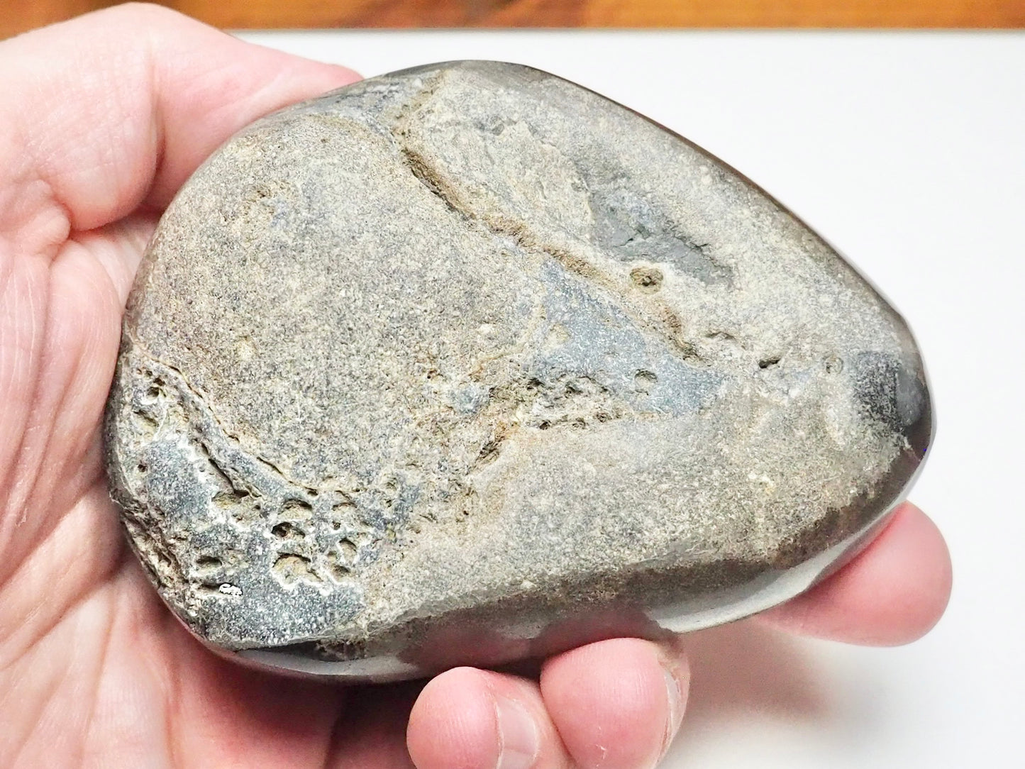 Polished Fossil Bone Paperweight – Possible Ichthyosaur – Whitby Yorkshire Coast Jurassic