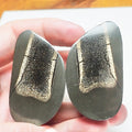 Cut & Polished Ichthyosaur Paddle Bone Fossil – Whitby Yorkshire Coast – Jurassic