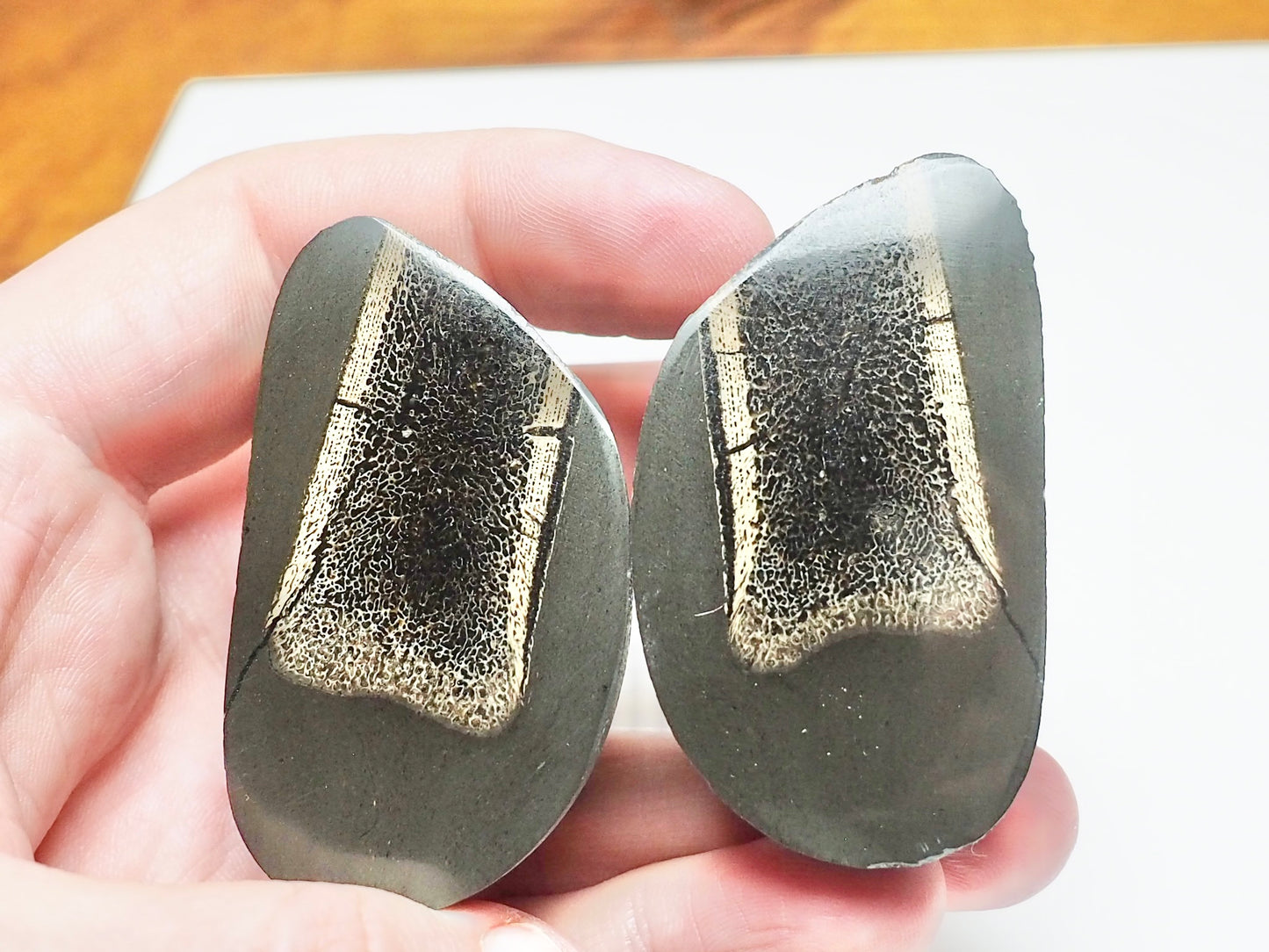 Cut & Polished Ichthyosaur Paddle Bone Fossil – Whitby Yorkshire Coast – Jurassic