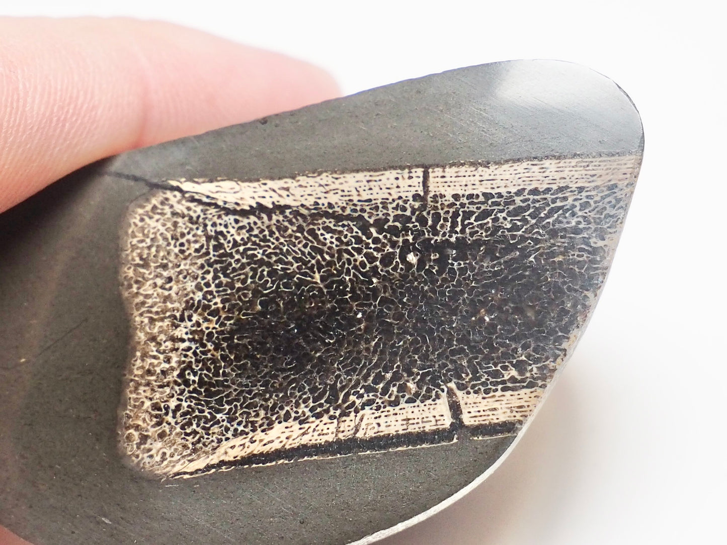 Cut & Polished Ichthyosaur Paddle Bone Fossil – Whitby Yorkshire Coast – Jurassic