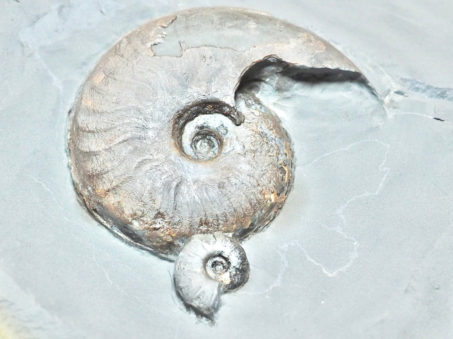 Eleganticeras Ammonites in Cannonball Nodule – Expertly Cleaned – Whitby Yorkshire Coast Jurassic