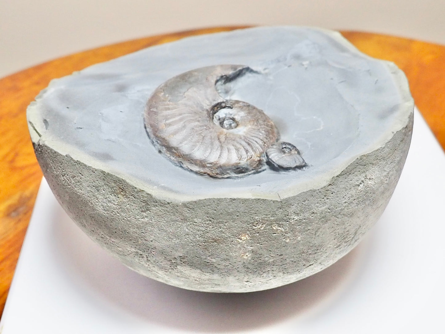 Eleganticeras Ammonites in Cannonball Nodule – Expertly Cleaned – Whitby Yorkshire Coast Jurassic